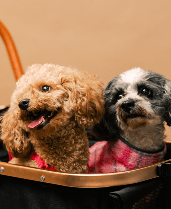 All Dog Collection