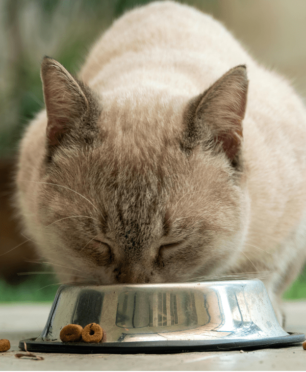 Canned (Wet) Food for Cats