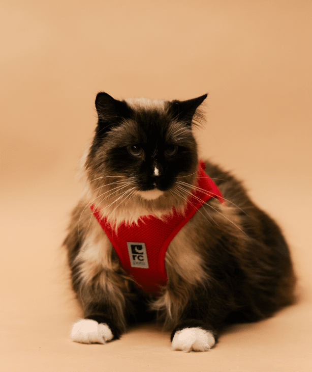 Cat Walking & Safety