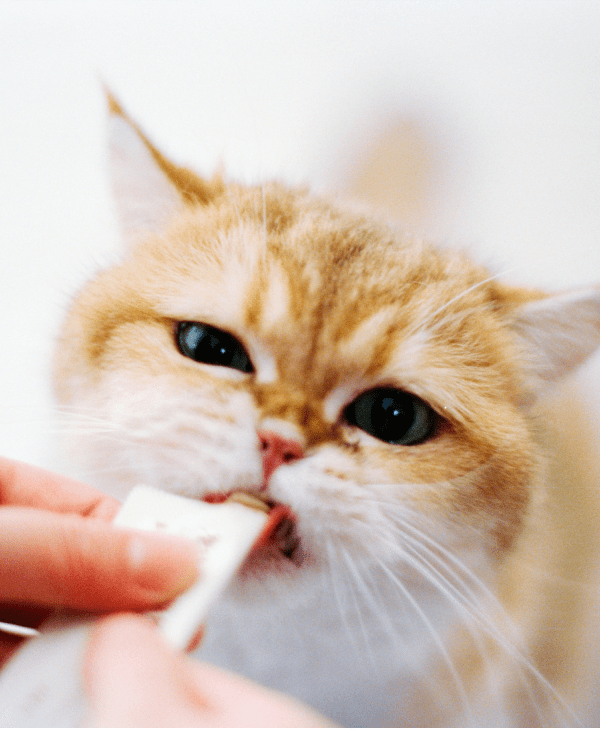Cat Treats