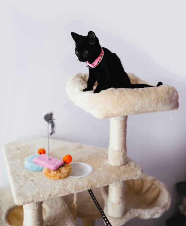 Cat Trees & Scratchers