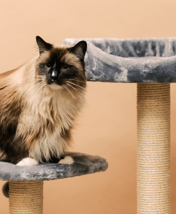 Cat Trees & Scratchers