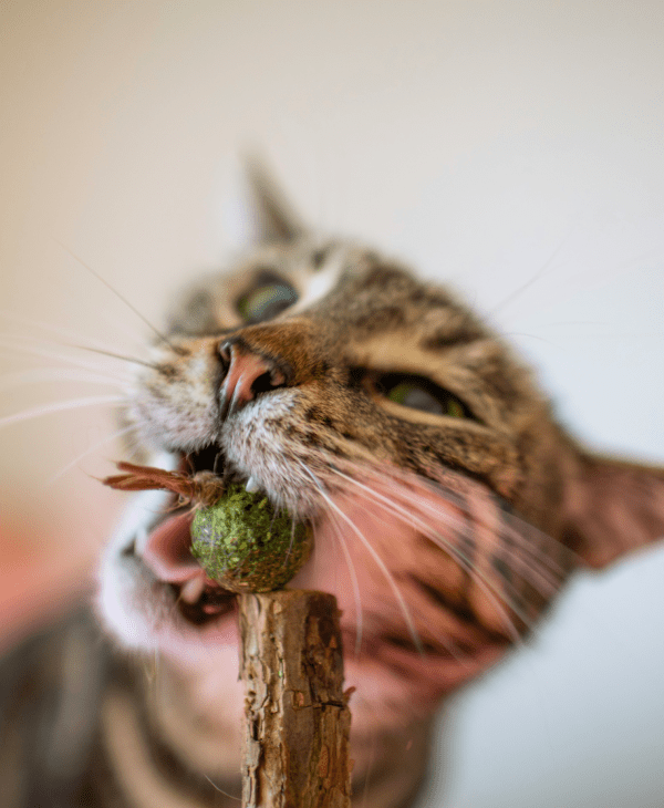 Catnip & Plush Toys for Cats