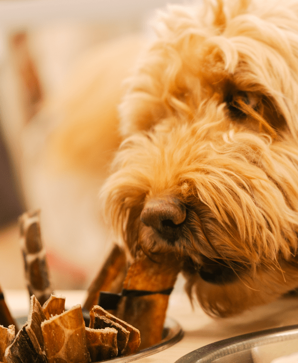 Dog Chews