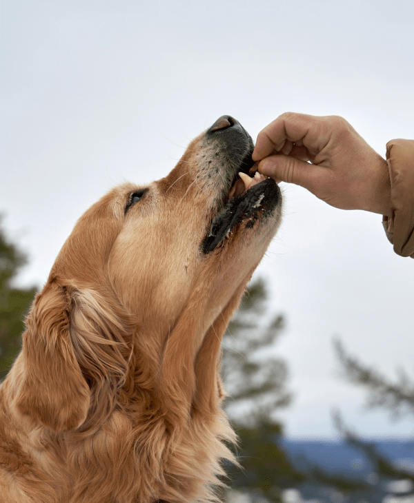 Raw (Frozen) Dog Food