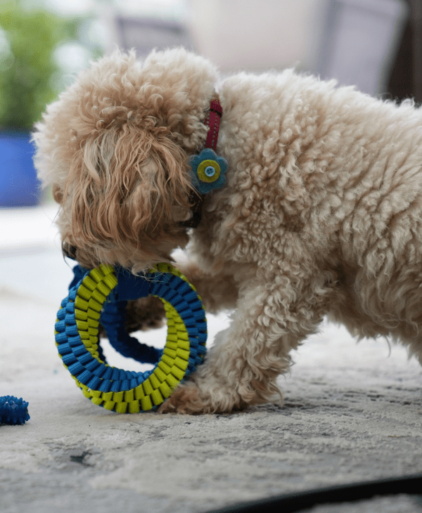 Interactive Toys for Dogs