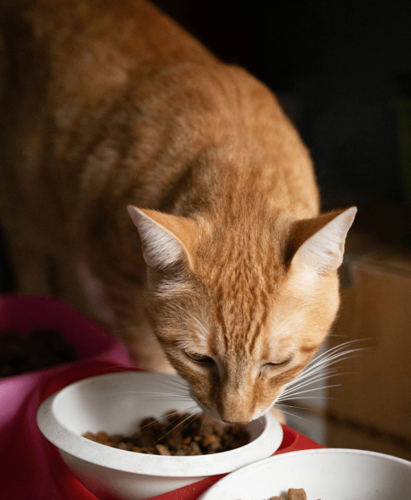 Kibble (Dry) for Cats