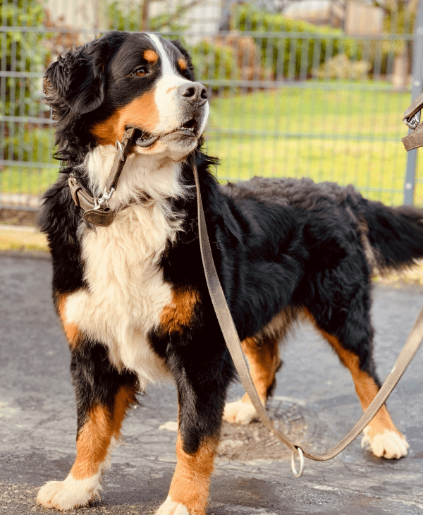 Dog Leashes, Collars & Harnesses