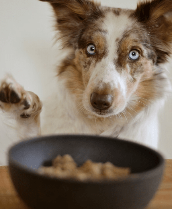 Meal Toppers for Dogs