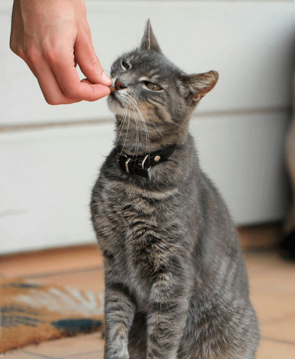 Monthly Promotions for Cats