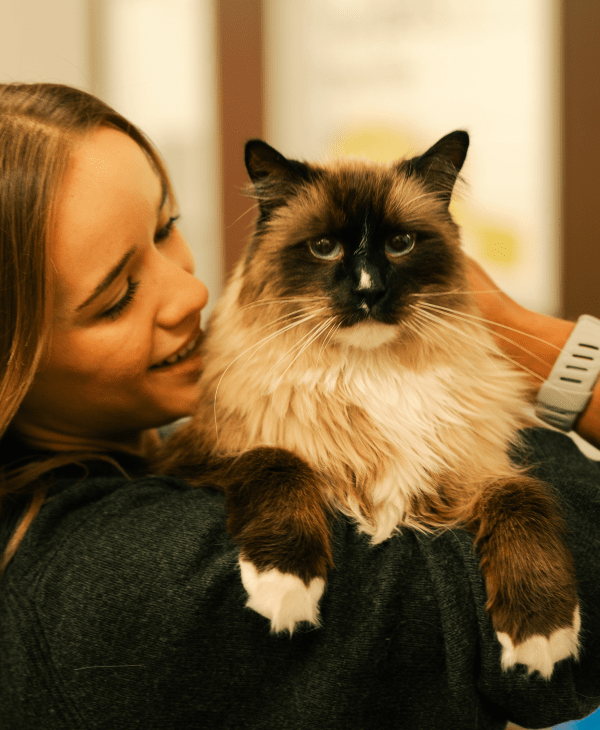 Monthly Promotions for Cats