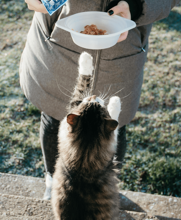 Raw (Frozen) Food for Cats