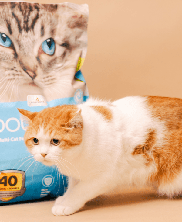 Seasonal Picks for Cats