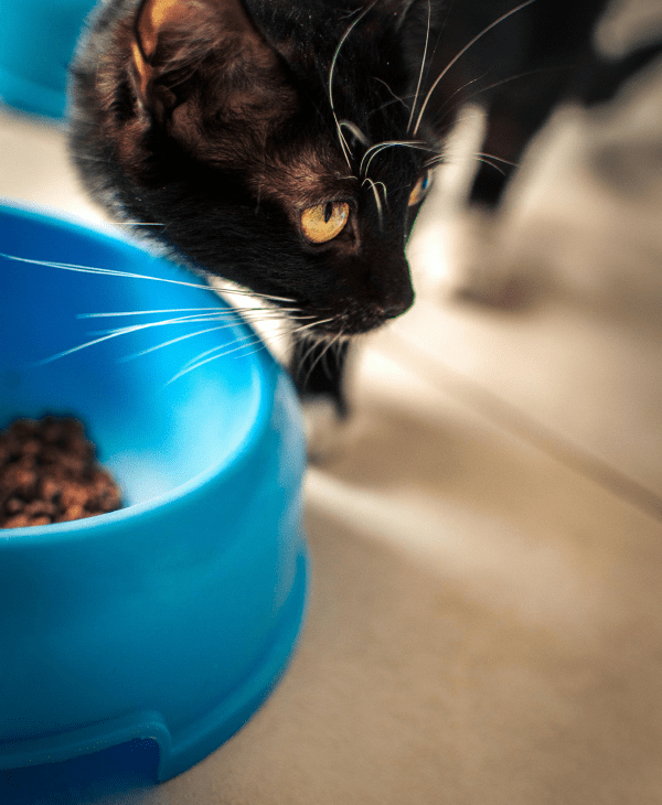 Shelf-Stable Meals for Cats