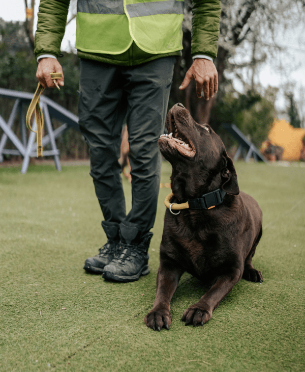 Trainer Picks for Dogs