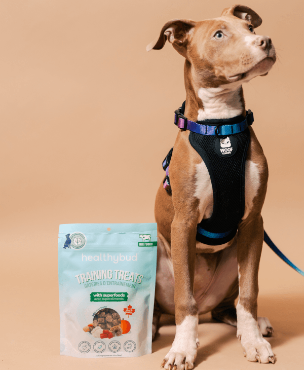 Trainer Picks for Dogs