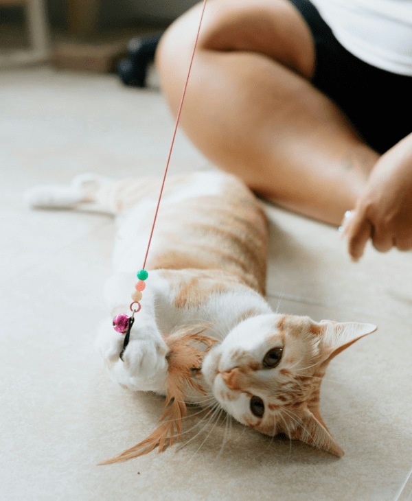 Wands & Chase Toys for Cats