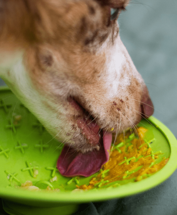 Wet Food for Dogs