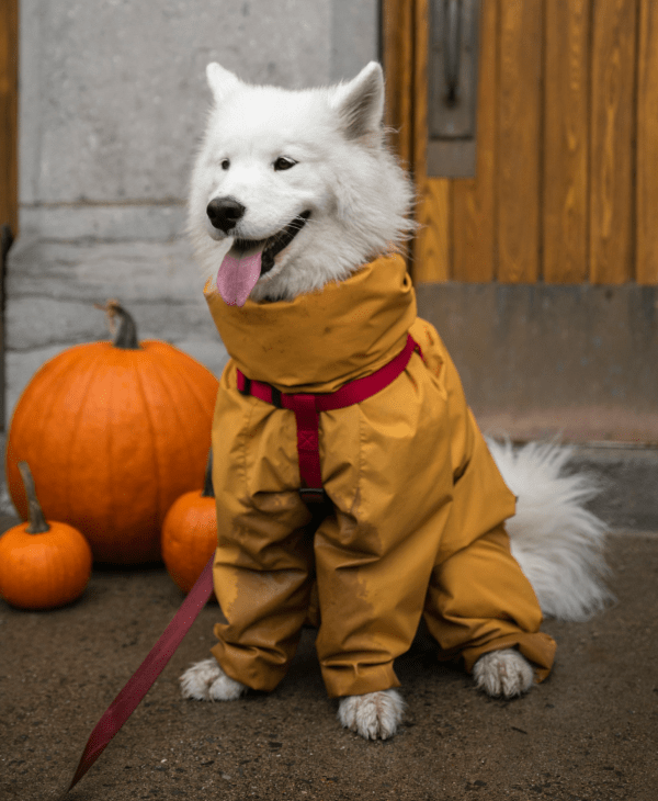 Dog Apparel & Boots