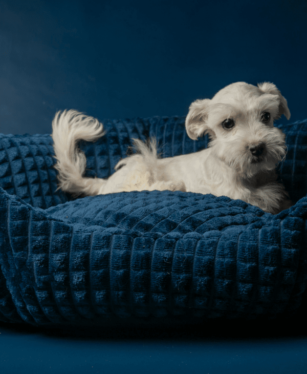 Dog Beds & Bowls