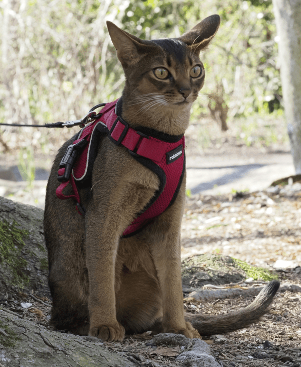 Cat Walking & Safety