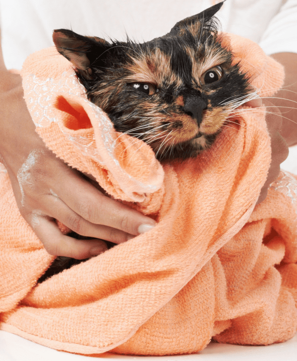 Cat Grooming Products