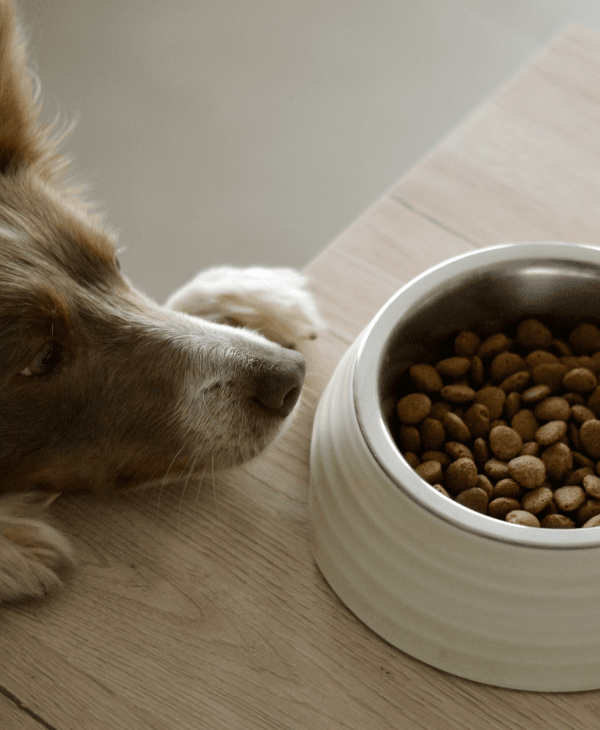 Kibble (Dry) for Dogs