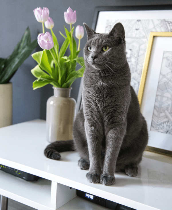 Seasonal Picks for Cats