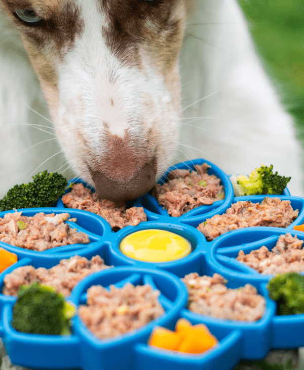Shelf-Stable Meals for Dogs