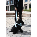 Dog wearing Dexypaws sky blue harness and matching leash outside Pet Planet Toronto - Sky Blue Walk Set