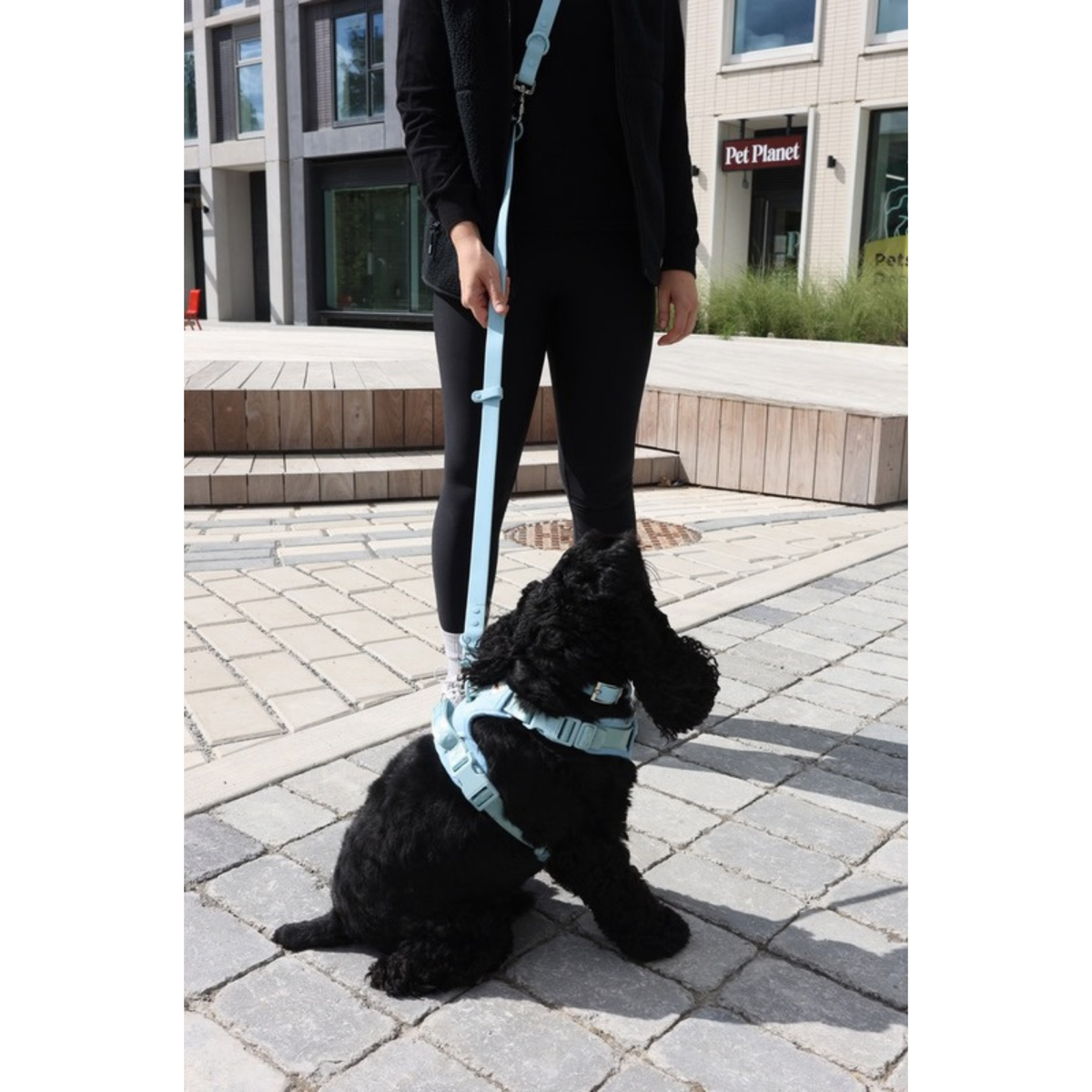 Dog wearing Dexypaws sky blue harness and matching leash outside Pet Planet Toronto - Sky Blue Walk Set