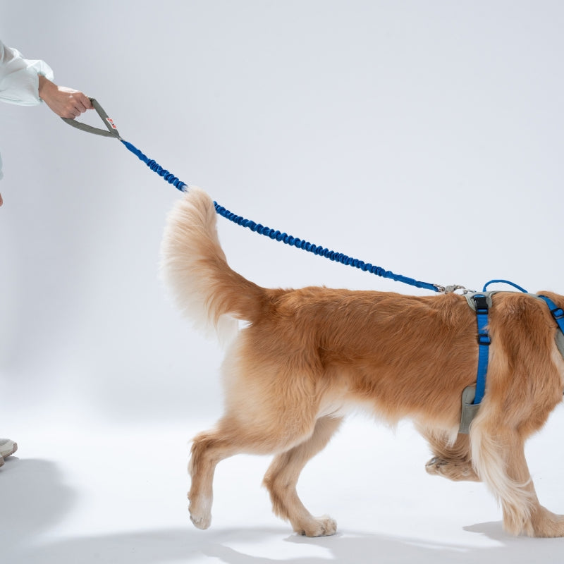 Fuzzyard GO Mentum Dog Bungee Lead