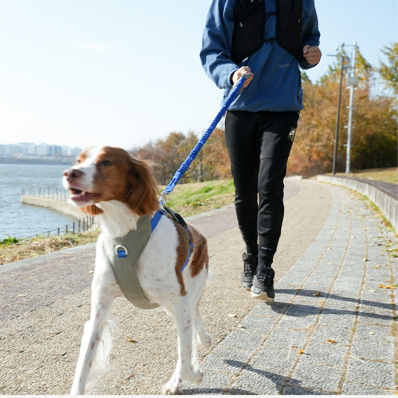 Fuzzyard GO Mentum Dog Bungee Lead