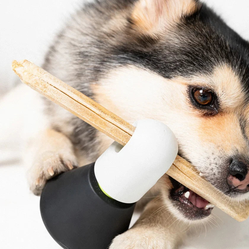 Dog with the Barkus Kosmo 3 toy