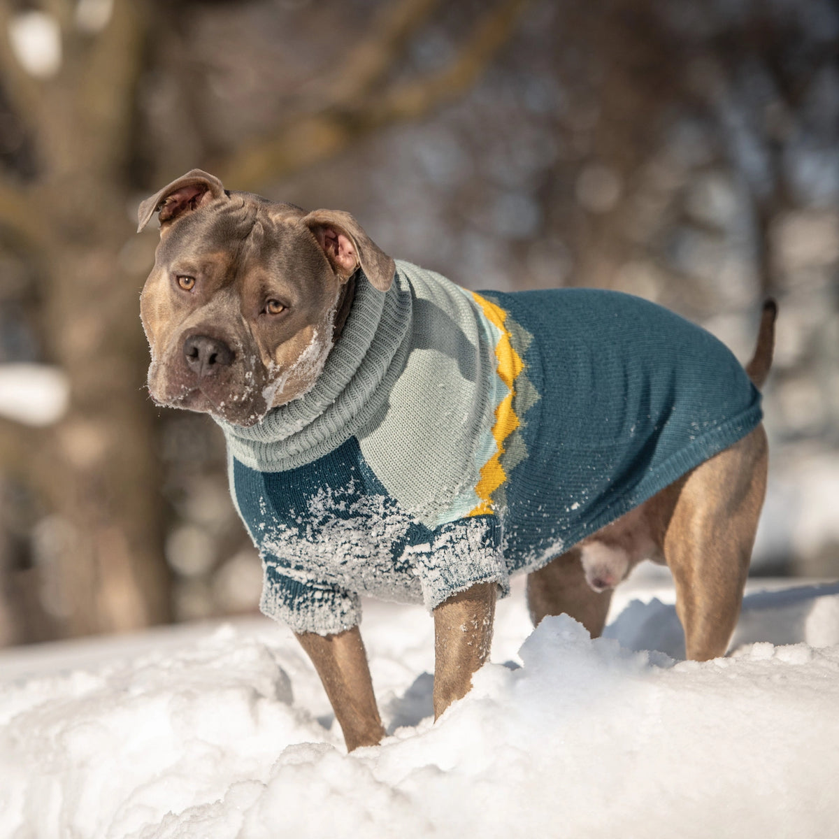 GF Pet Fireside Sweater - Teal