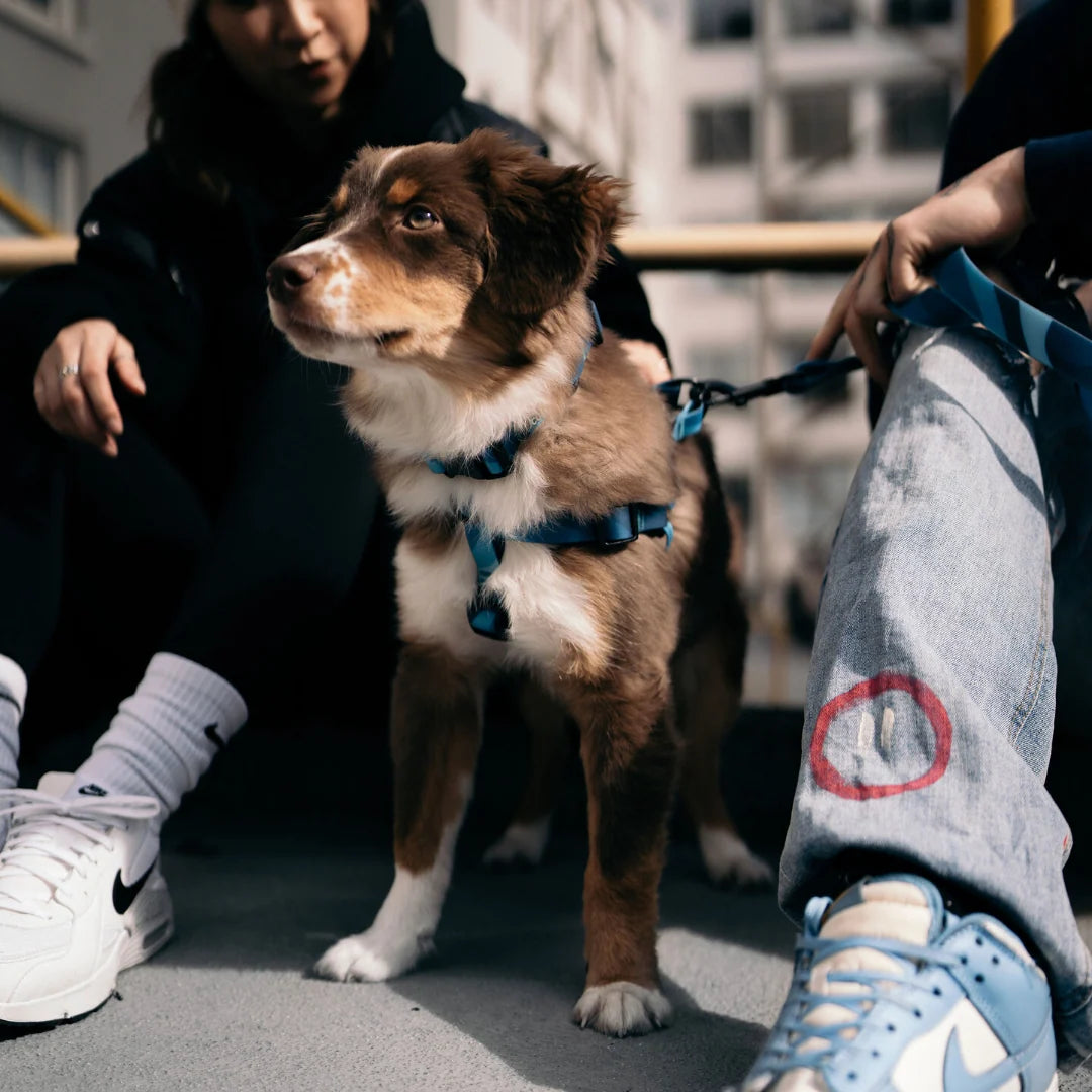 Woof Concept Riptide waterproof harness detail