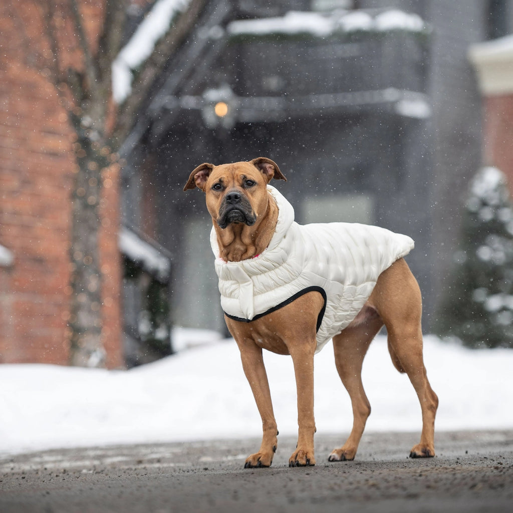 GF Pet Cloud Parka - Sand