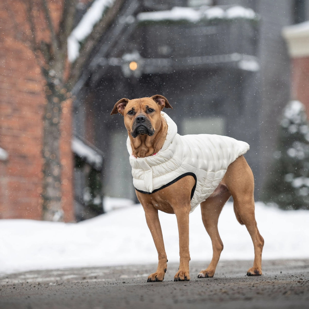 GF Pet Cloud Parka - Sand