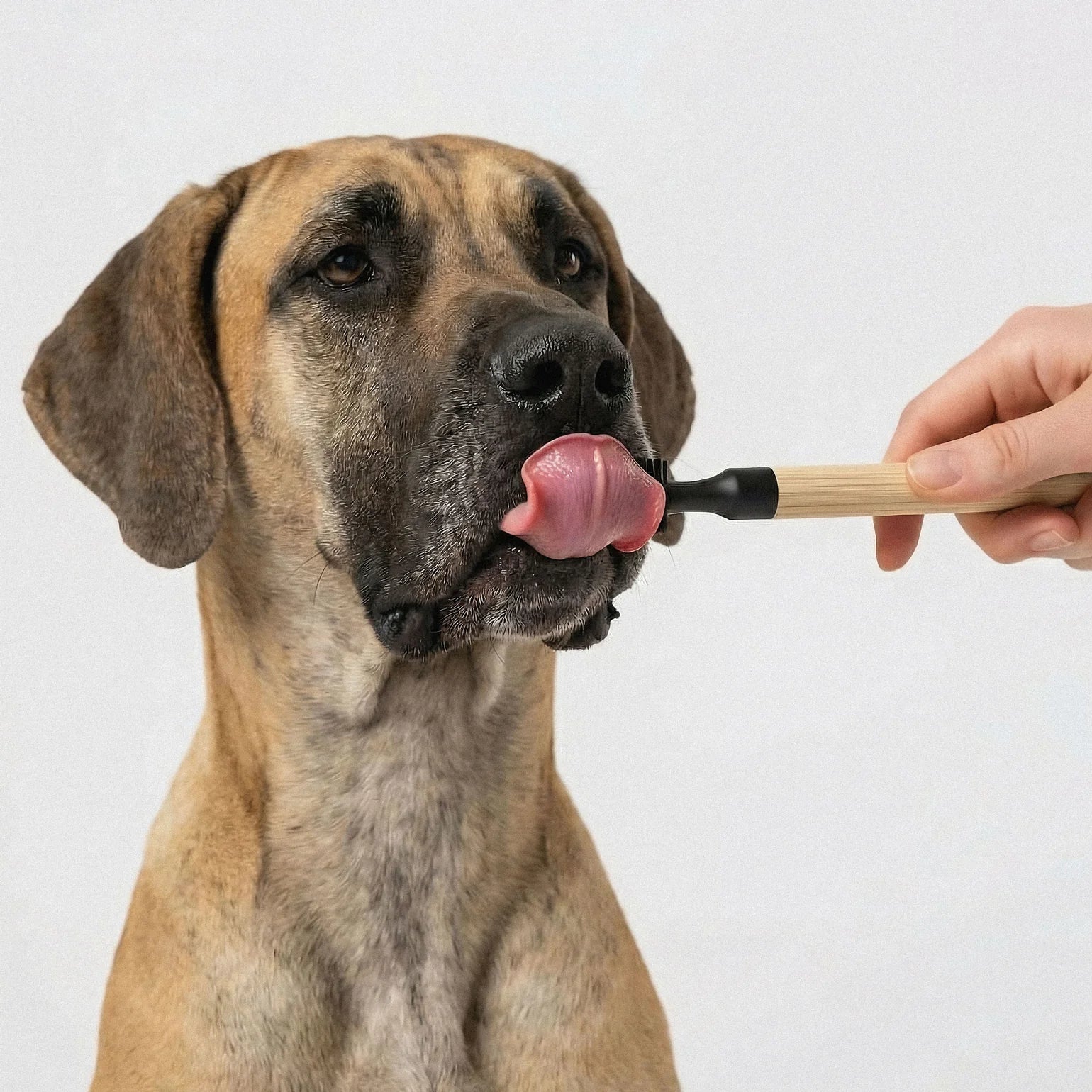 Barkus Toothbrush - Bamboo 06
