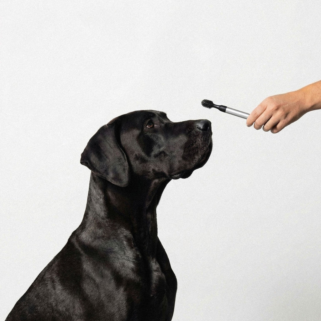 Barkus Toothbrush - Aluminum 06