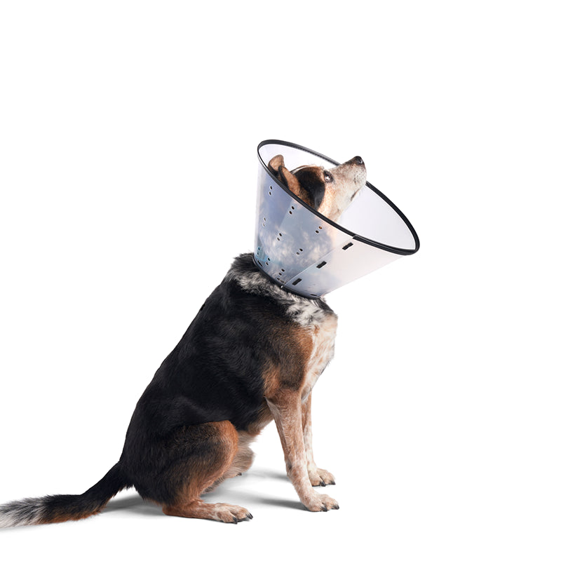 Dogswell Veterinary Pack E-Collar