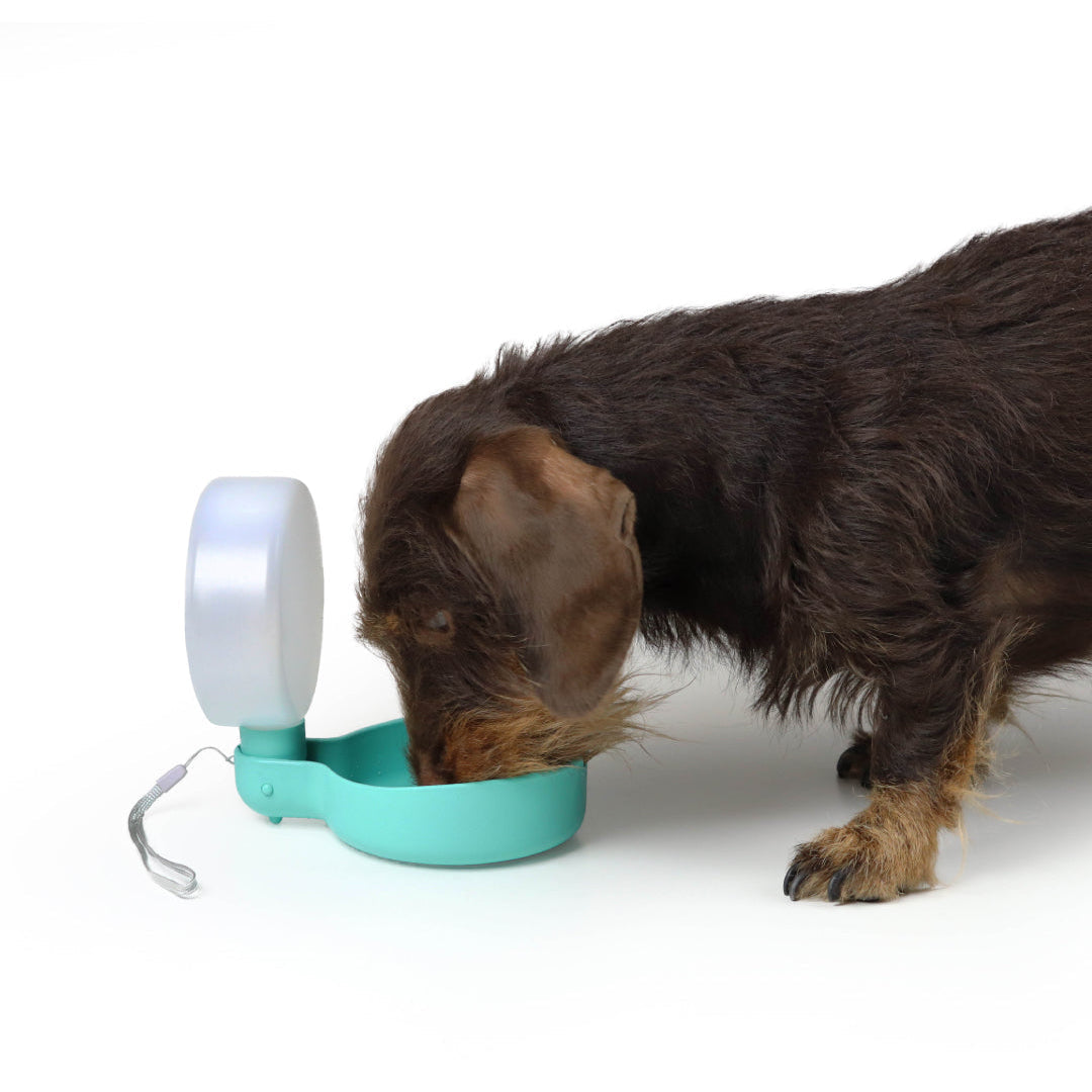 PINGUI - Portable water bottle for dogs
