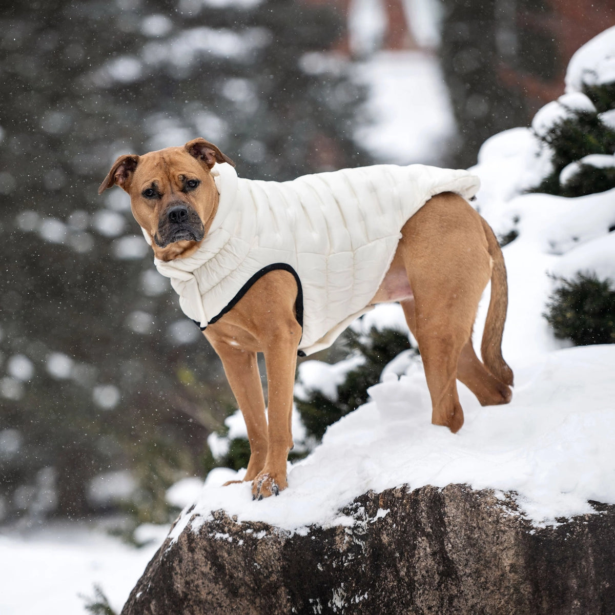 GF Pet Cloud Parka - Sand