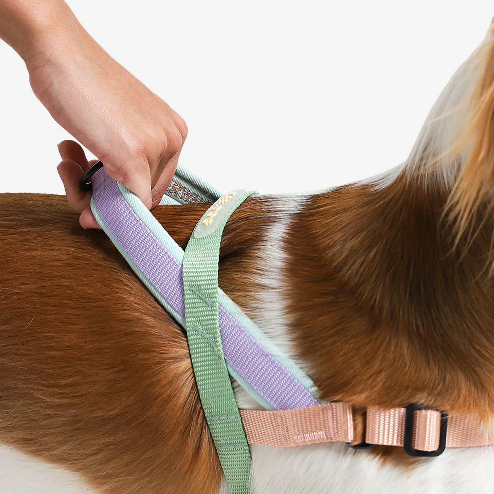 Zee.Dog SofterWalk Harness Peach