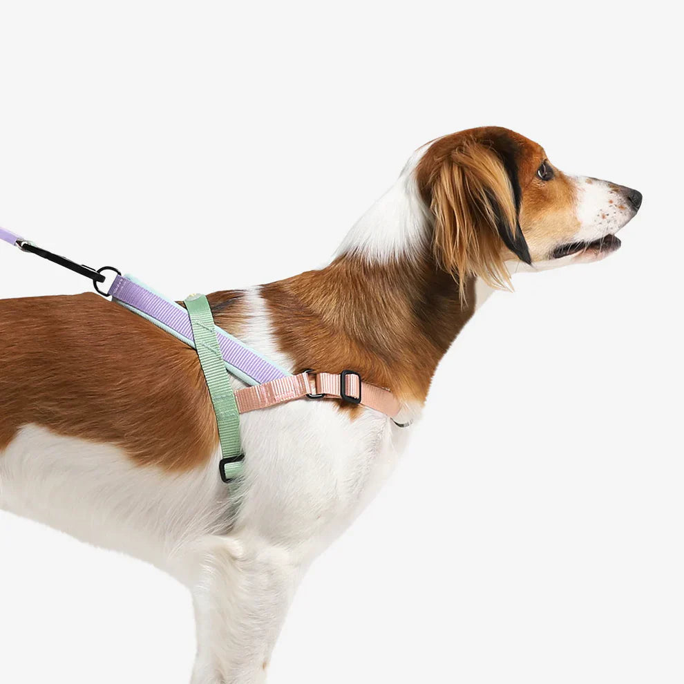 Zee.Dog SofterWalk Harness Peach