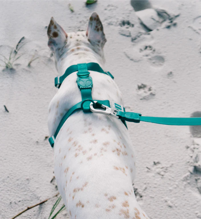 Zee.Dog Neopro Amazonia Harness