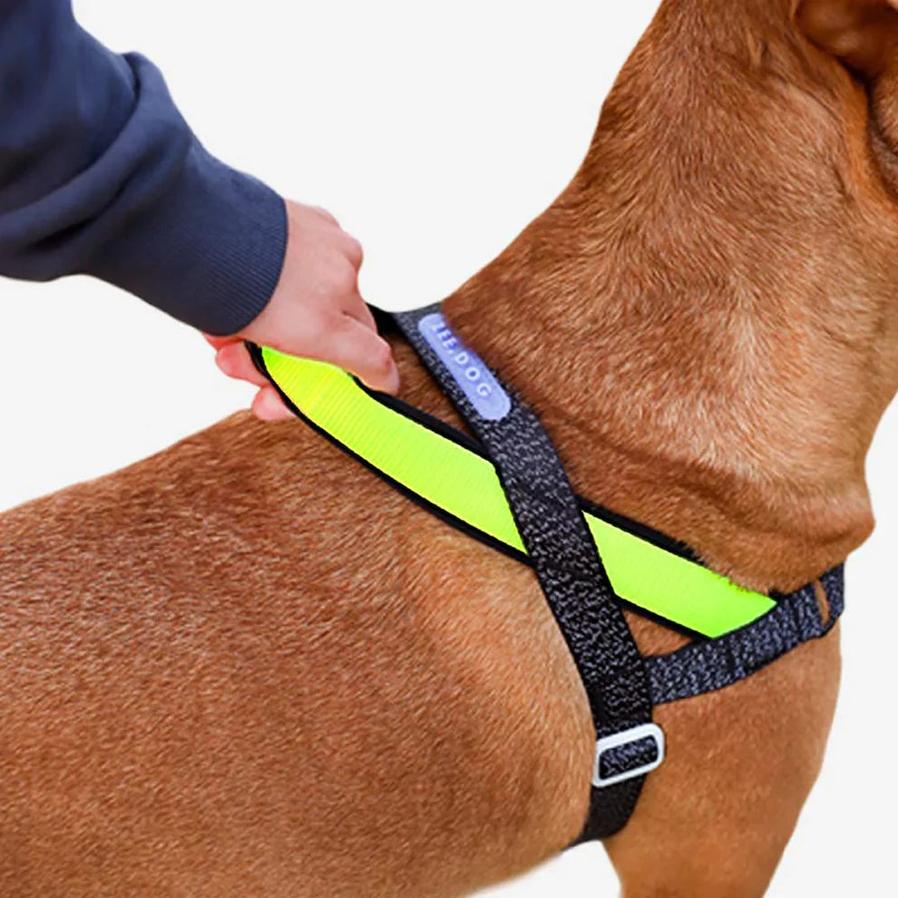 Zee.Dog NOX SofterWalk Harness